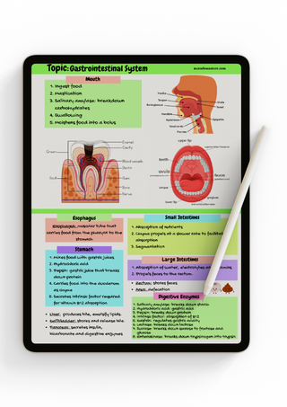 Anatomy Study Guide (Digital-PDF)