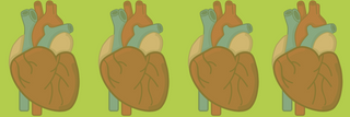 Anatomy