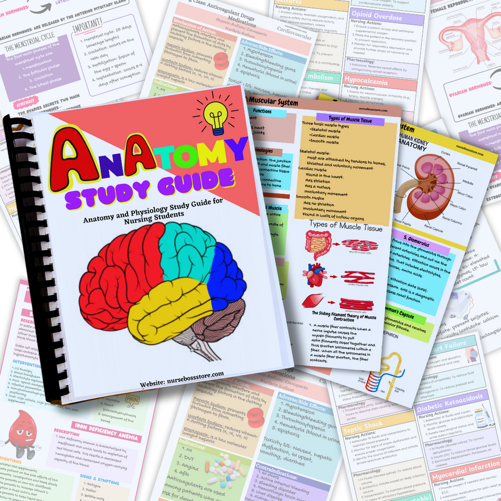 Anatomy Study Guide (Digital-PDF) – nursebossstore